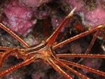 Stenorhynchus lanceolatus - crabe lance : dessous