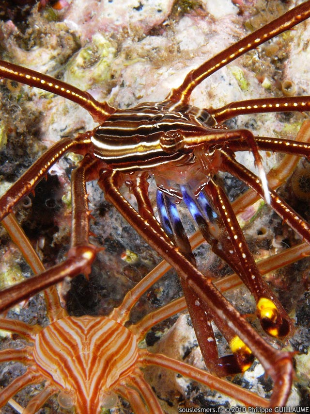 Stenorhynchus lanceolatus - crabe lance