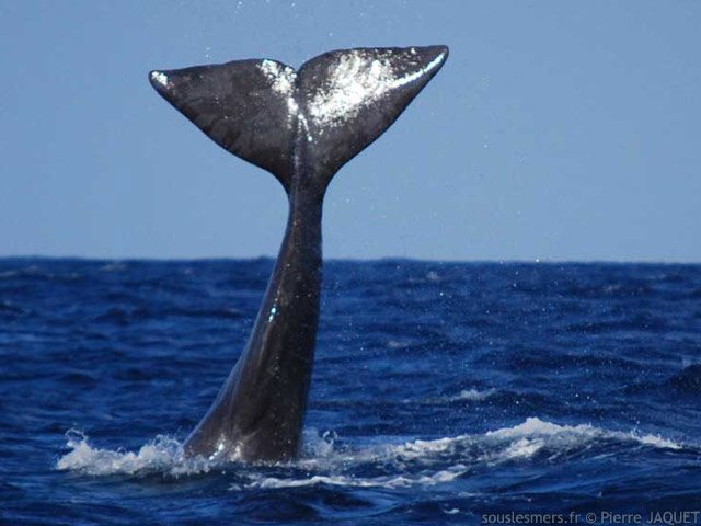 Physeter macrocephalus - cachalot
