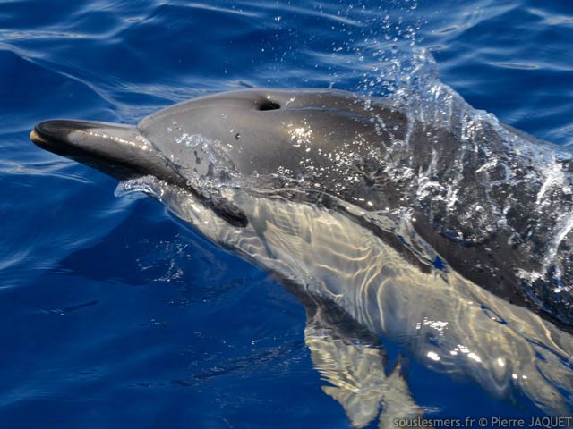 Delphinus delphis - dauphin commun
