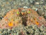 Calappa bicornis - crabe honteux à deux cornes : 