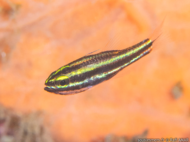 Ostorhinchus nigrofasciatus - apogon  rayures noires