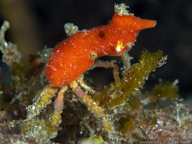 Hyastenus elatus - crabe dcorateur ponge