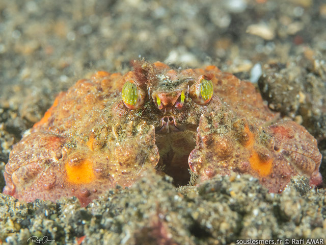 Calappa bicornis - crabe honteux à deux cornes