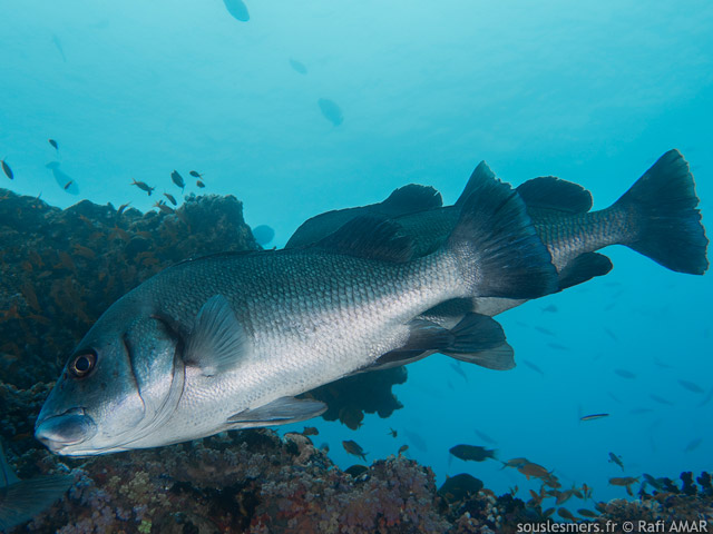 Plectorhinchus gibbosus - diagramme noir