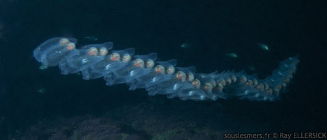 Salpa maxima - salpe maxima