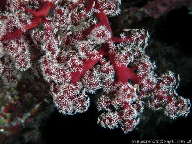 Siphonogorgia godeffroyi - corail  fleurs de cerisier