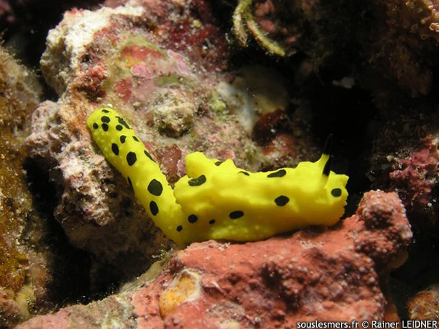Notodoris gardineri - doris de Gardiner