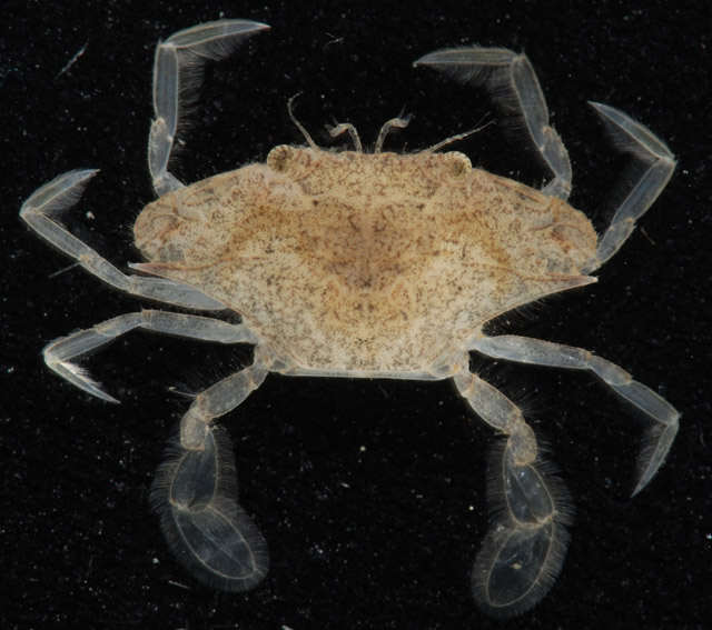 Callinectes sapidus - crabe bleu amricain