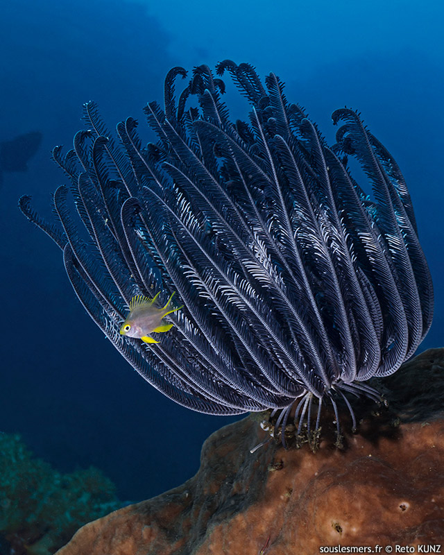 Cenometra bella - belle comatule