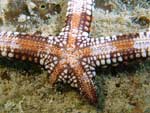 Nardoa frianti - étoile de mer réticulée de Friant : dessous