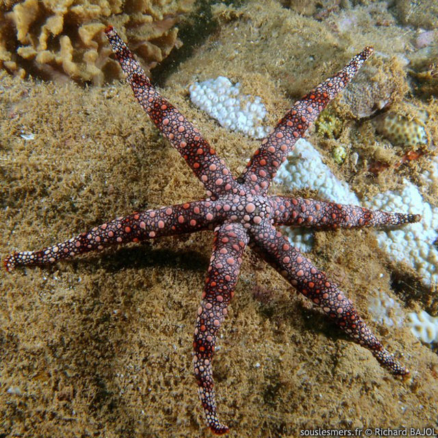 Nardoa frianti - toile de mer rticule de Friant