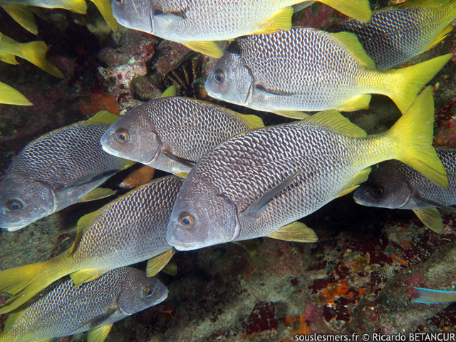 Anisotremus interruptus - lippu  queue jaune