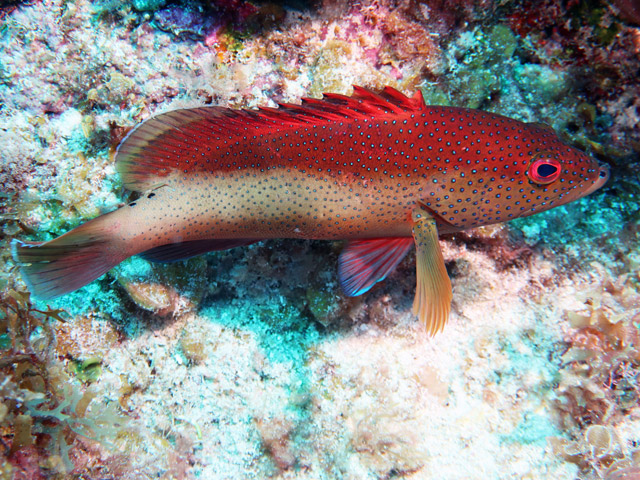 Cephalopholis fulva - con ouatalibi