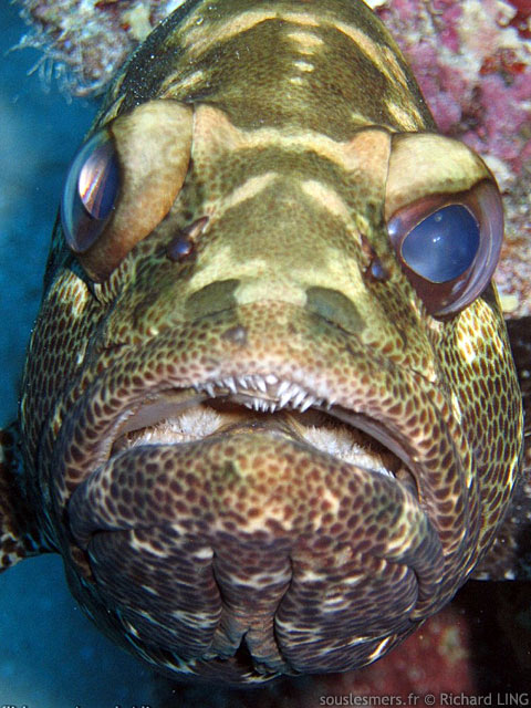 Epinephelus polyphekadion - mrou camouflage