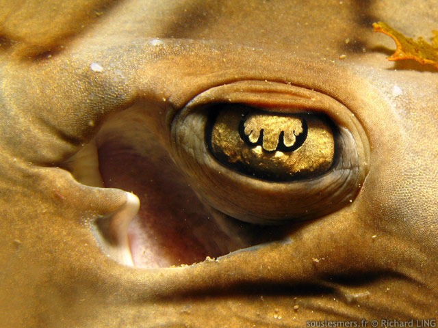 Trygonorrhina fasciata - raie guitare australienne