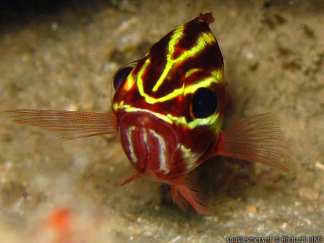 Ostorhinchus nigrofasciatus - apogon  rayures noires