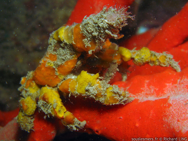 Hyastenus elatus - crabe dcorateur ponge