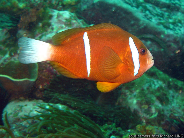 Amphiprion akindynos - poisson clown brun