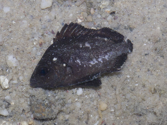 Plectorhinchus gibbosus - diagramme noir