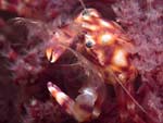 Lissoporcellana nakasonei - crabe porcelaine des coraux mous : 