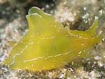 [2433] Syphonota geographica  - lièvre de mer géographique