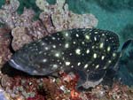 Epinephelus coeruleopunctatus - mrou taches blanches : 