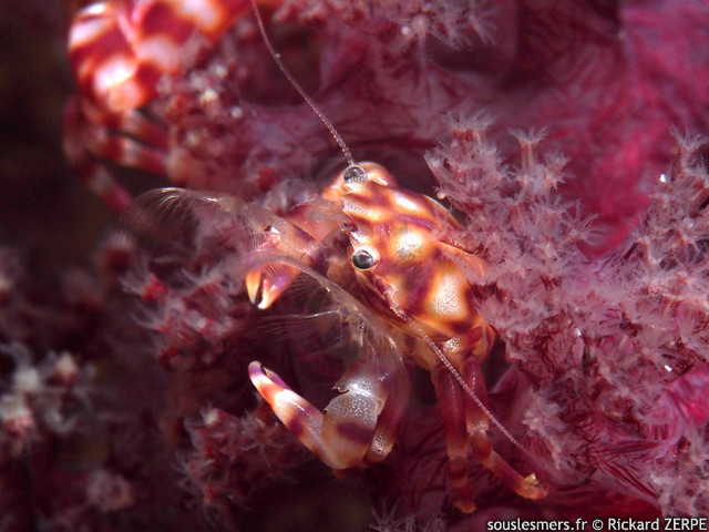 Lissoporcellana nakasonei - crabe porcelaine des coraux mous