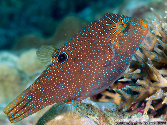 Canthigaster papua - canthigaster papou