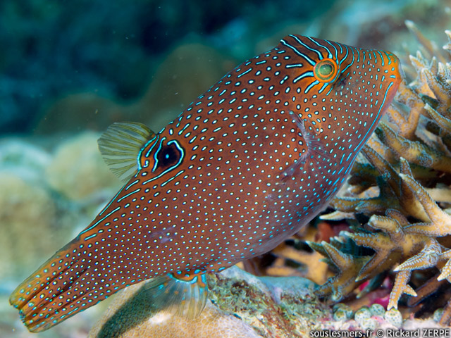 Canthigaster papua - canthigaster papou