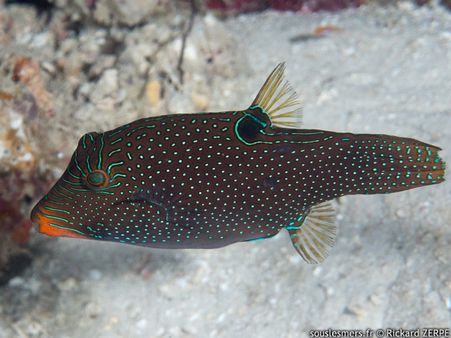 Canthigaster papua - canthigaster papou