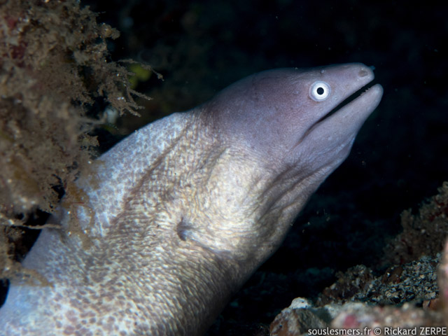Gymnothorax thyrsoideus - murne  oeil blanc