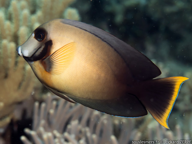 Acanthurus pyroferus - chirurgien porteur de feu
