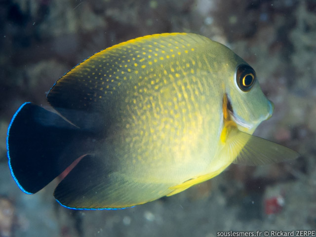Acanthurus pyroferus - chirurgien porteur de feu