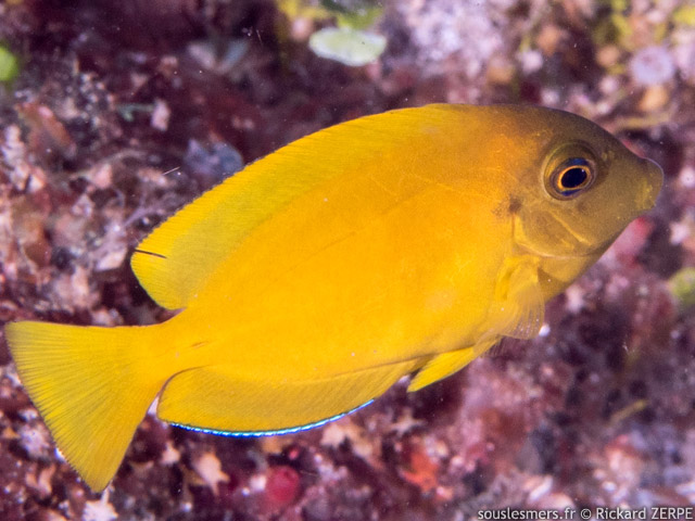 Acanthurus pyroferus - chirurgien porteur de feu
