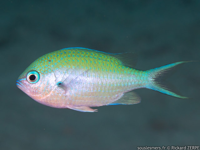 Chromis atripectoralis - Chromis  tache axillaire noire