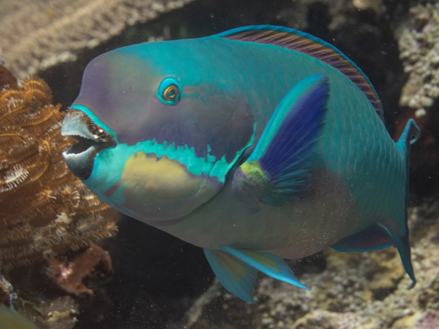 Chlorurus microrhinos - perroquet bleu