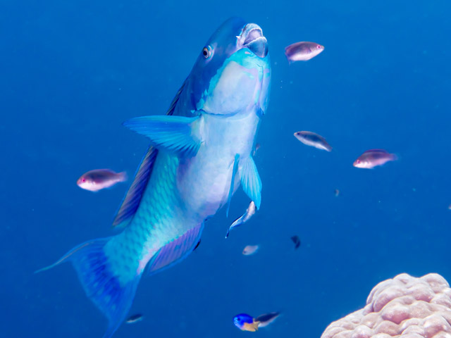 Chlorurus microrhinos - perroquet bleu