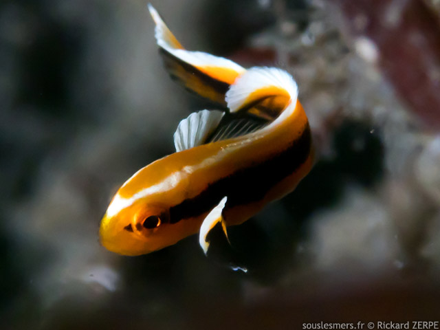 Plectorhinchus lessonii  - gaterin de Lesson