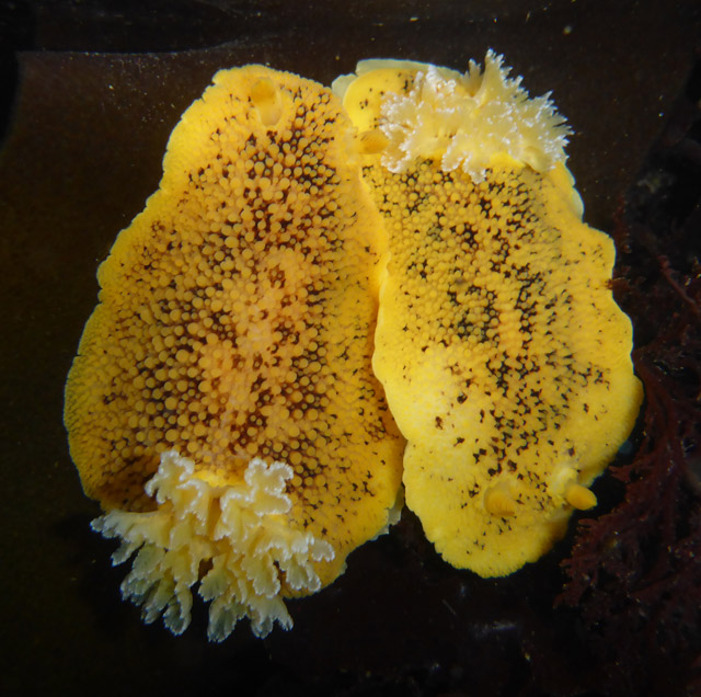 Peltodoris nobilis - doris noble