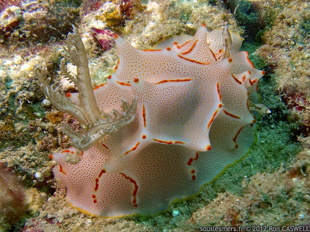 Halgerda bacalusia - halgerda bonbon
