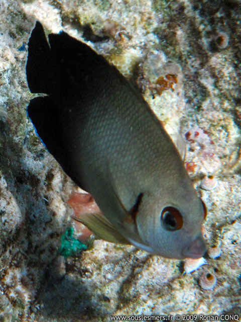 Centropyge vrolikii - poisson-ange nain  cailles perles