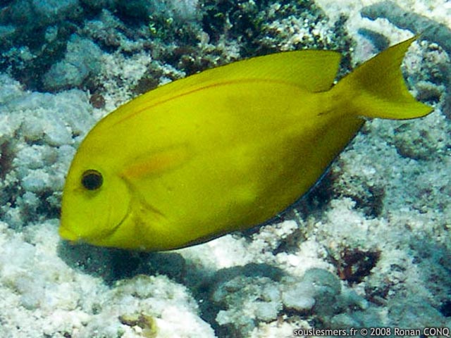 Acanthurus olivaceus - chirurgien olive  tache orange