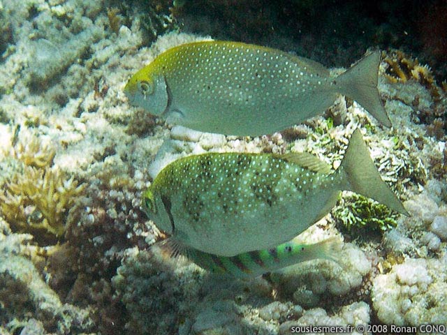 Siganus fuscescens - poisson-lapin  point nacr