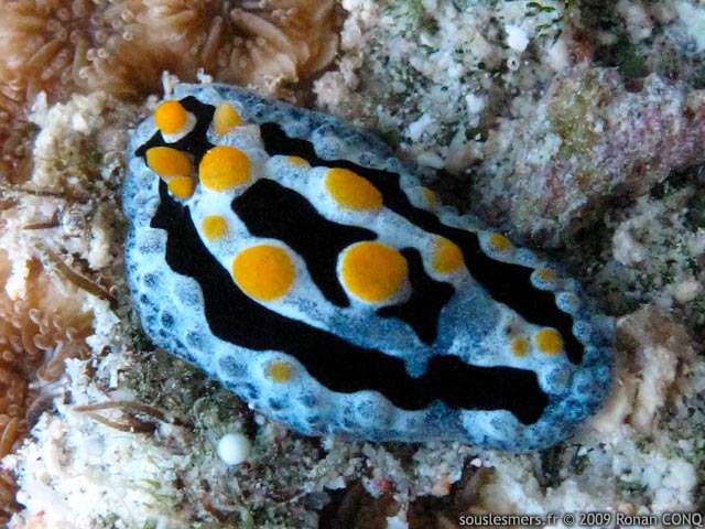 Phyllidia coelestis - phyllidie cleste