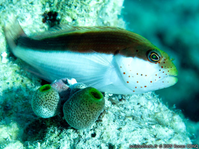 Paracirrhites forsteri - poisson-faucon de Forster