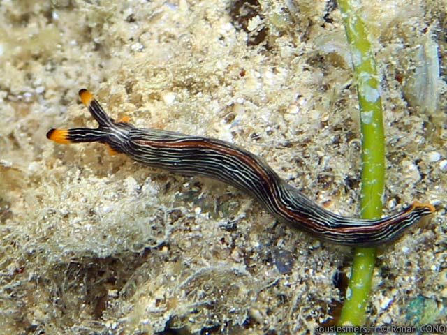 Thuridilla gracilis - thuridille gracile
