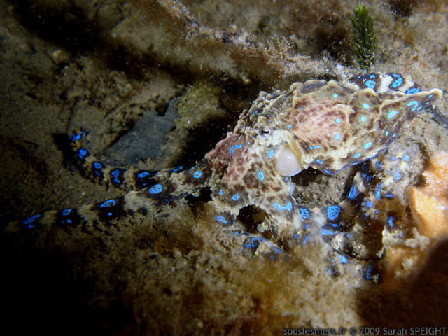 Hapalochlaena maculosa - petit poulpe  anneaux bleus