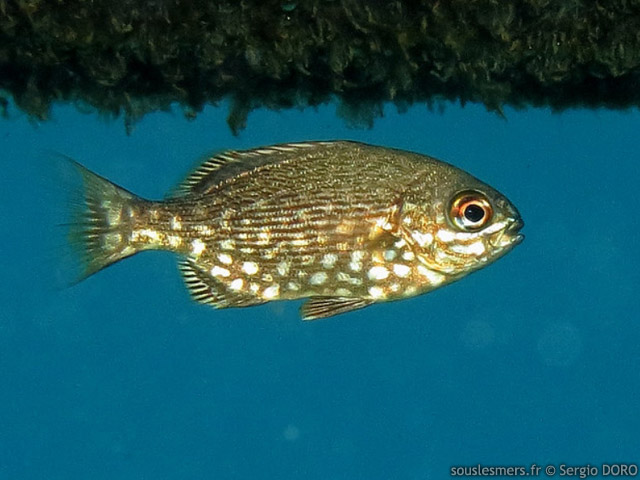 Kyphosus sectatrix - calicagre blanche