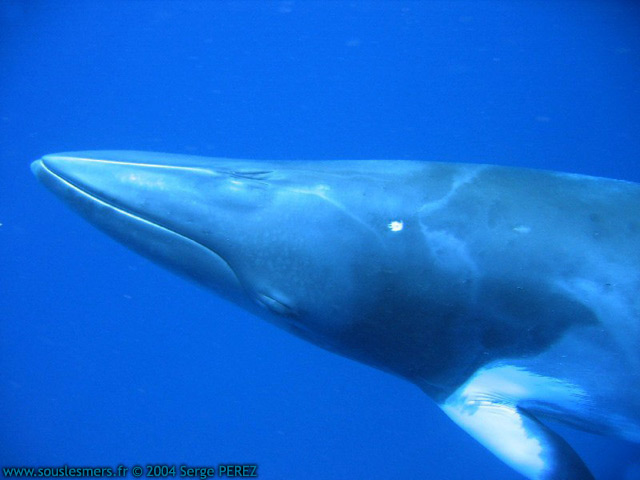 Balaenoptera acutorostrata - petit rorqual